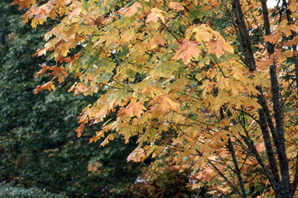 acer macrophyllum 2 graphic